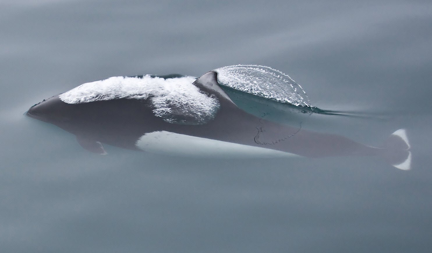 Dall's Porpoise