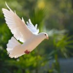 Dove Birds Petshyme