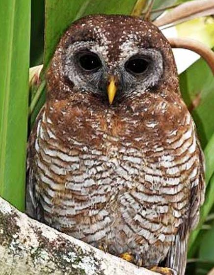 Earless Owls