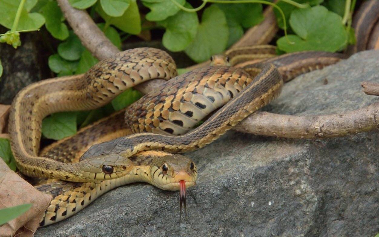 Eastern Garter Snake Pennsylvania