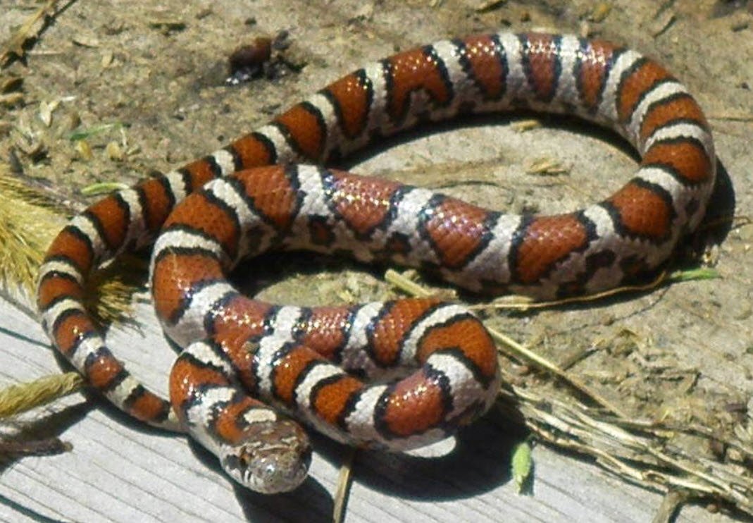 Eastern Milk Snake Pennsylvania