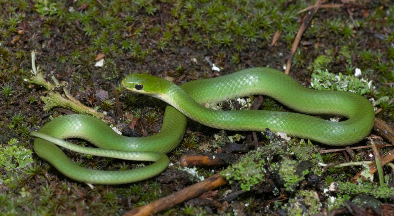 Eastern Smooth Green Snake Pennsylvania