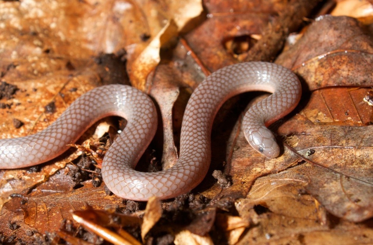 Eastern Worm Snake Pennsylvania