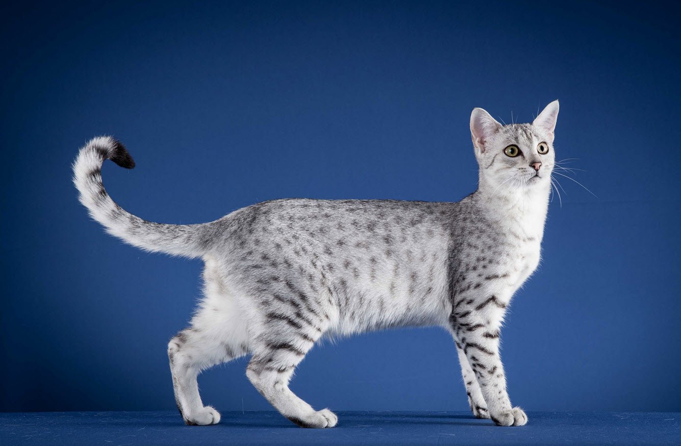 Egyptian Mau