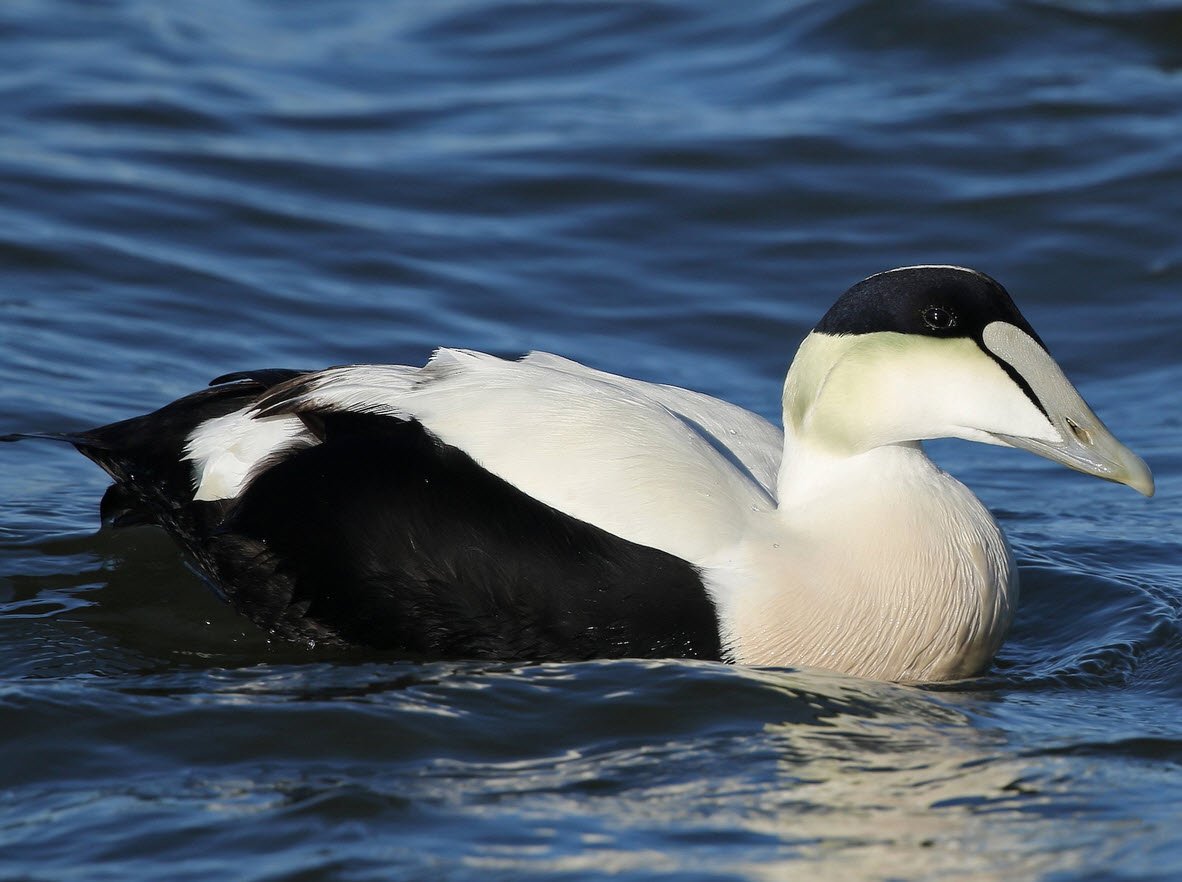 Eider Duck