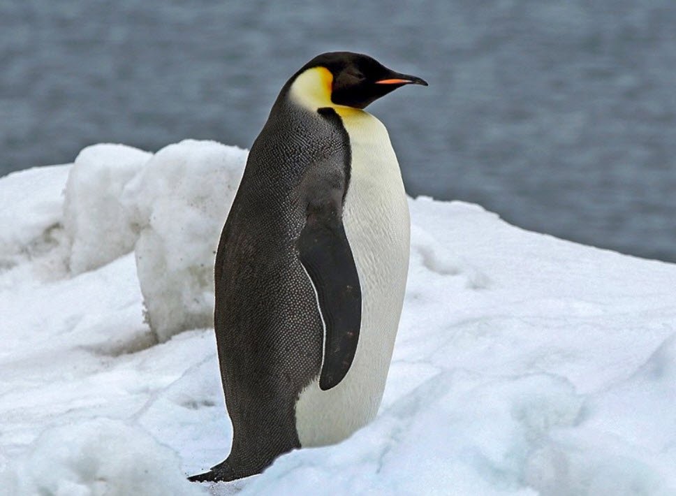 Emperor Penguin