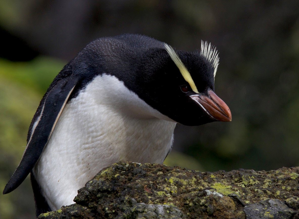 Erect-Crested Penguin