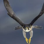 Fastest Birds Petshyme