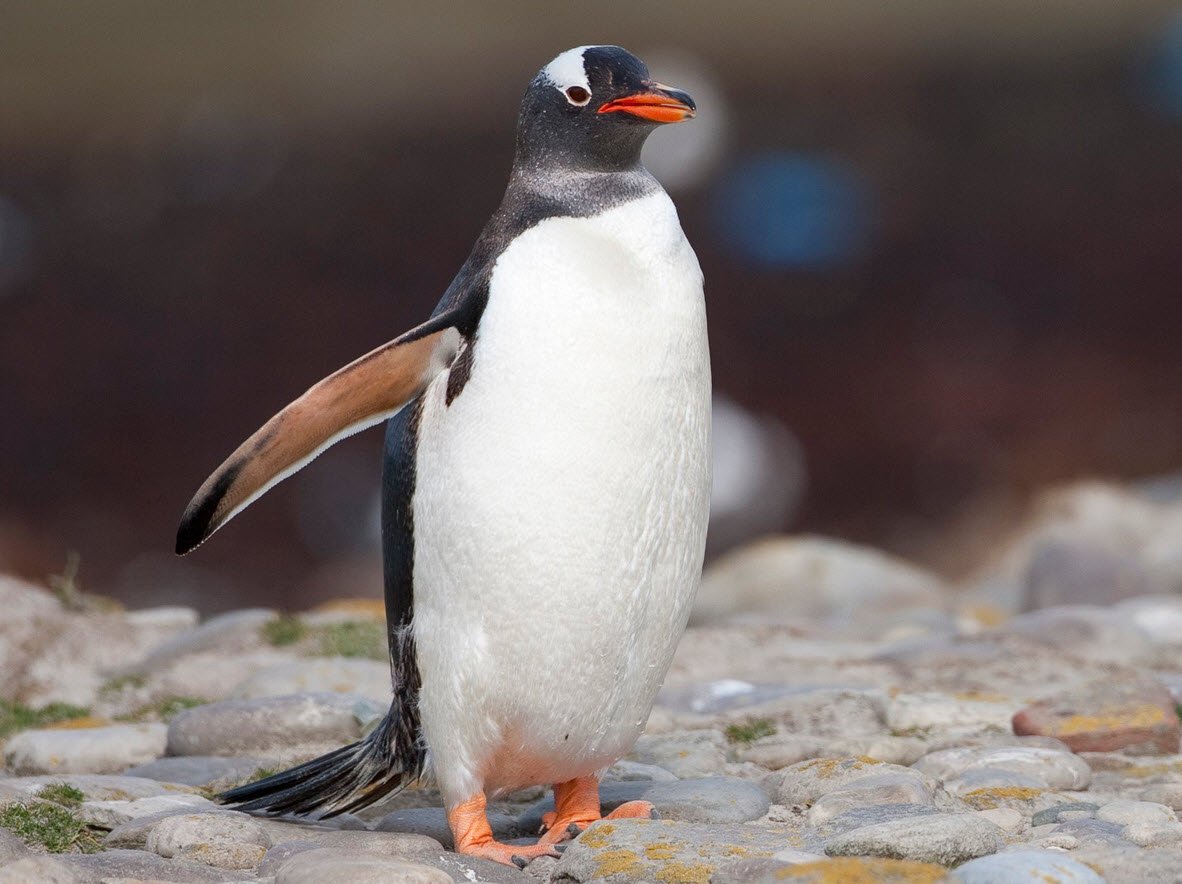 Gentoo Penguin