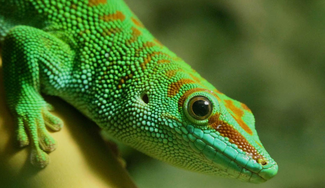 Giant Day Gecko Madagascar