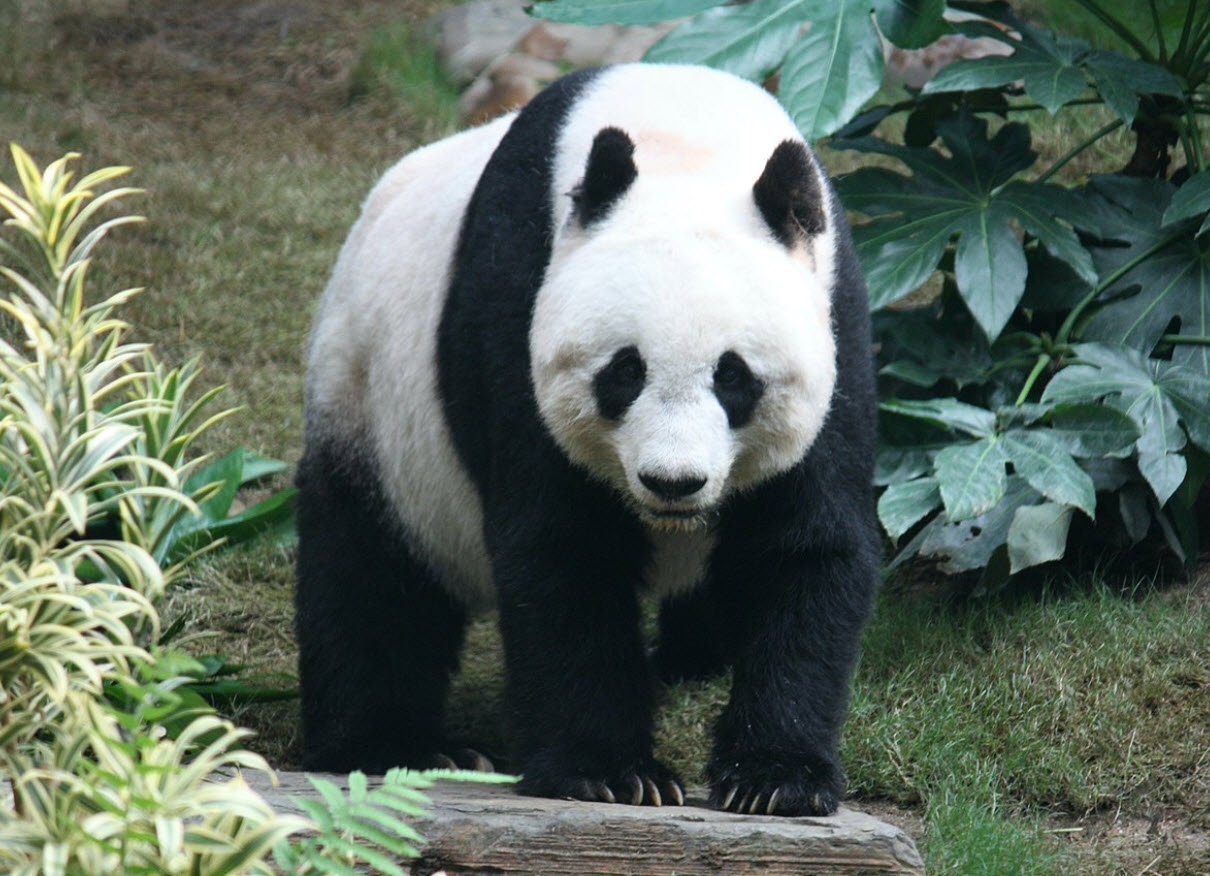 Giant Panda