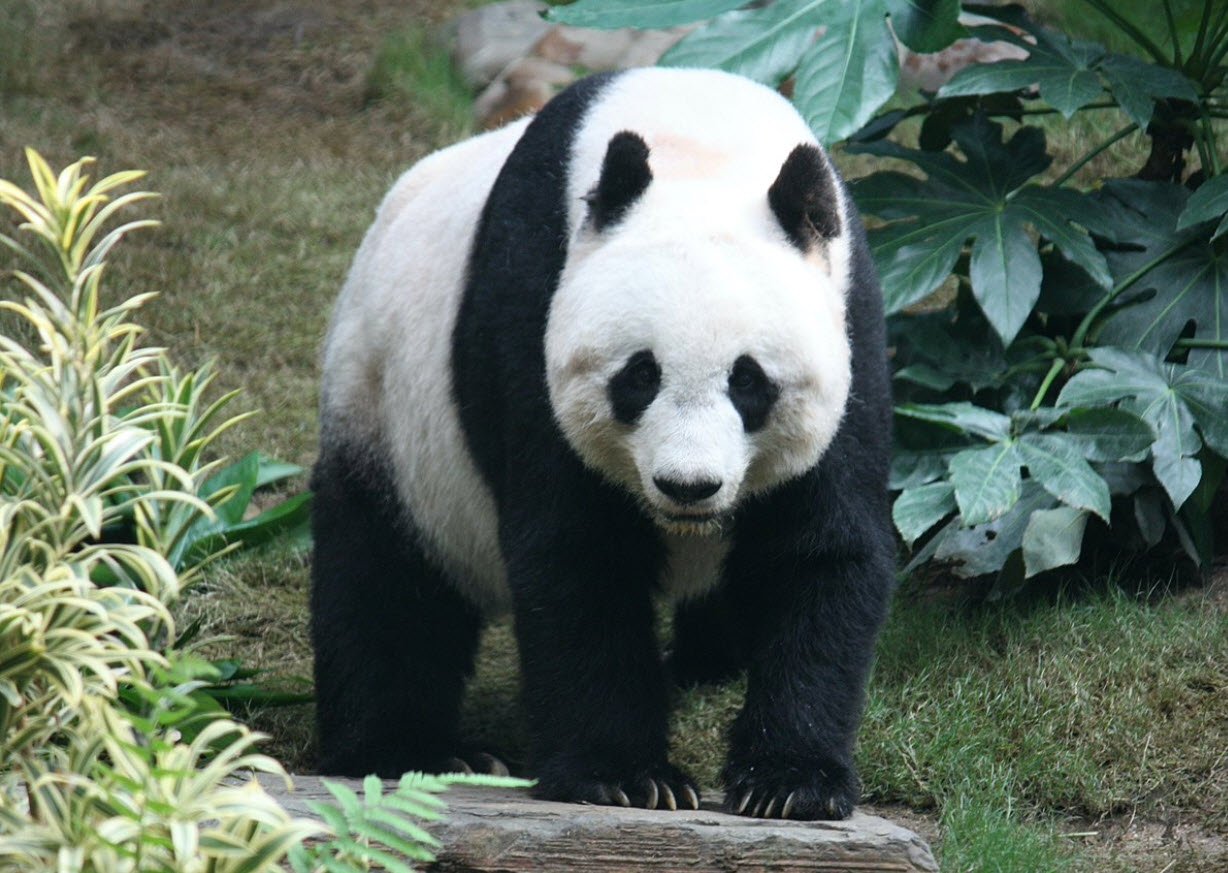 Giant Panda