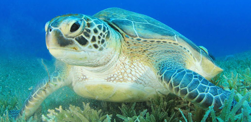 Green Sea Turtle