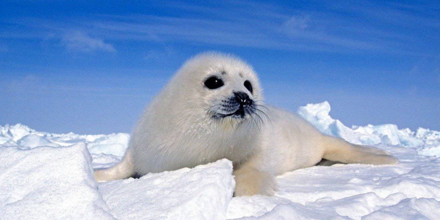 Harp Seal