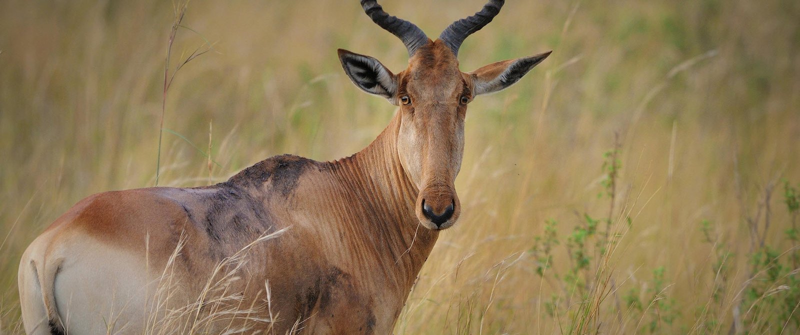 Hartebeest Wildlife