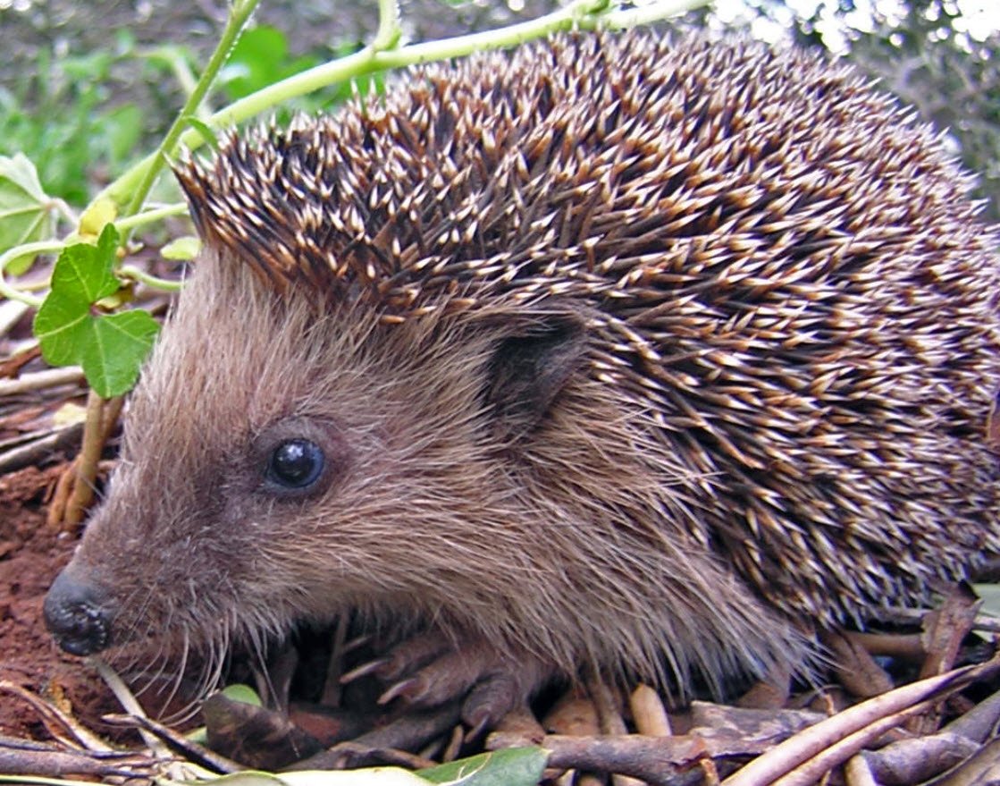 Hedgehog