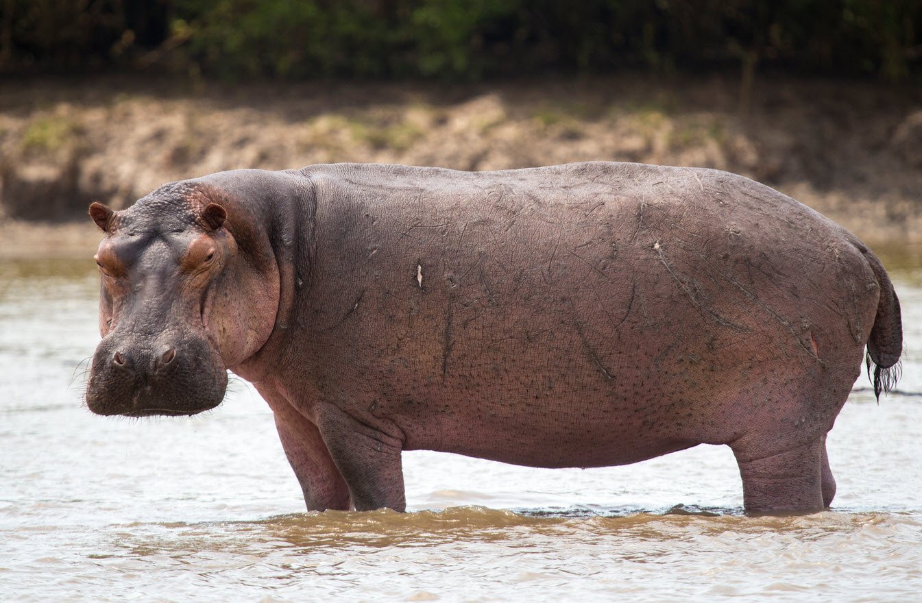 Hippopotamus Wildlife