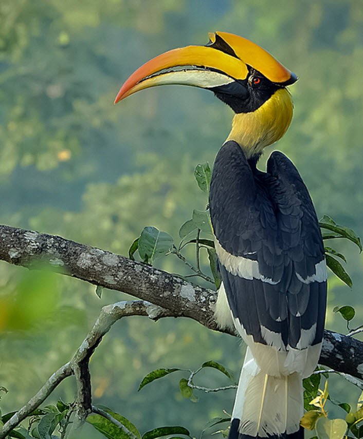 Hornbills