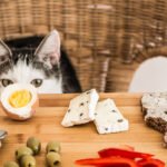 Human Foods Toxic To cats Petshyme