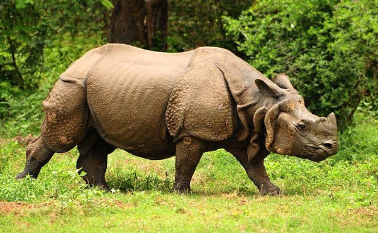 Indian Rhino