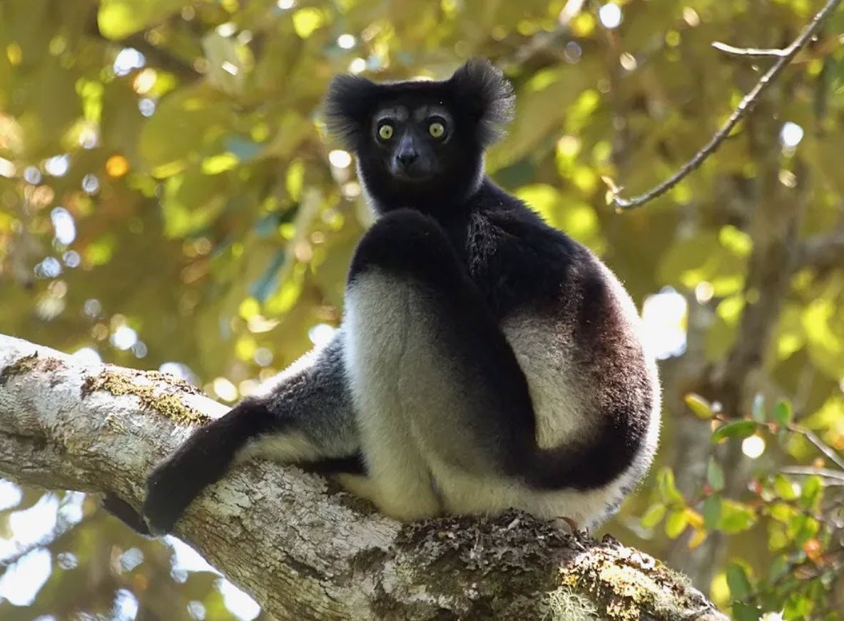 Indri Madagascar