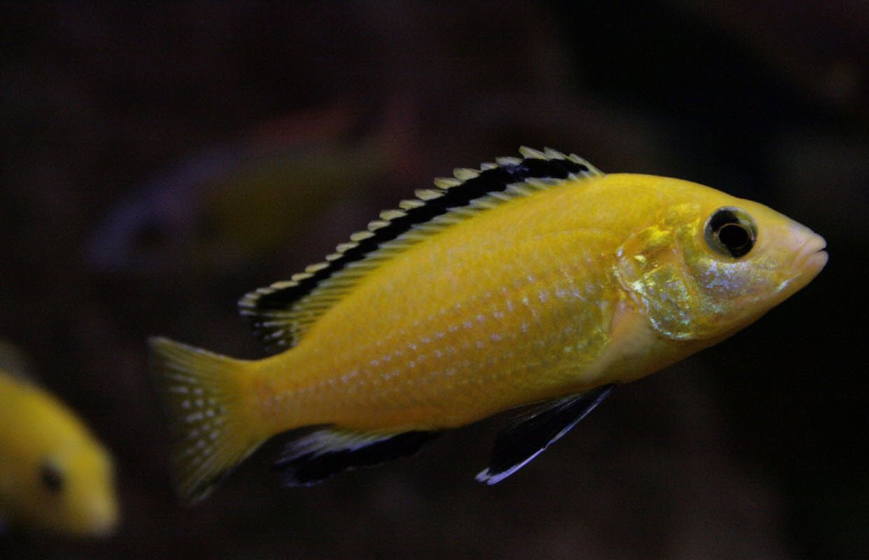 Labidochromis Caeruleous