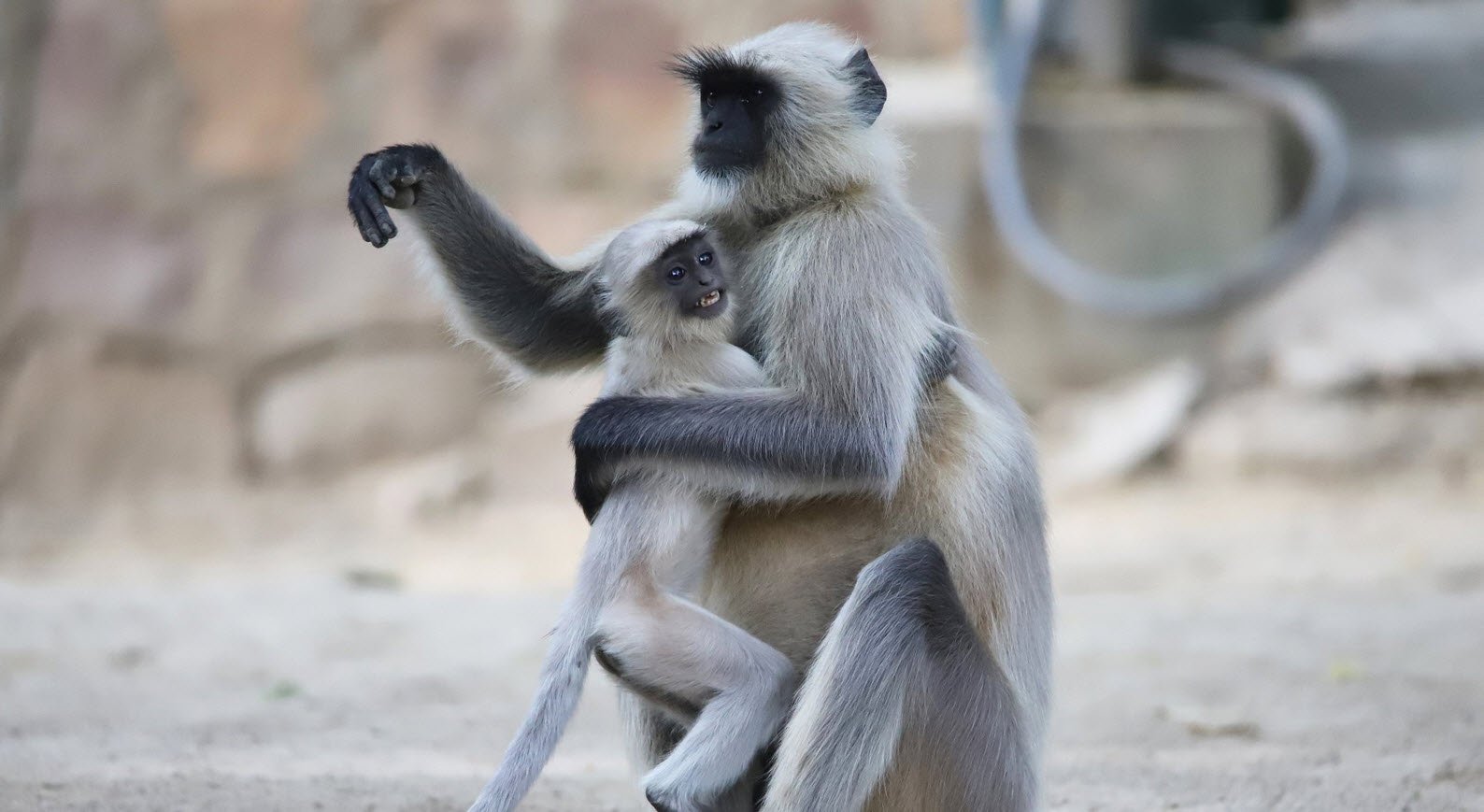 Langur