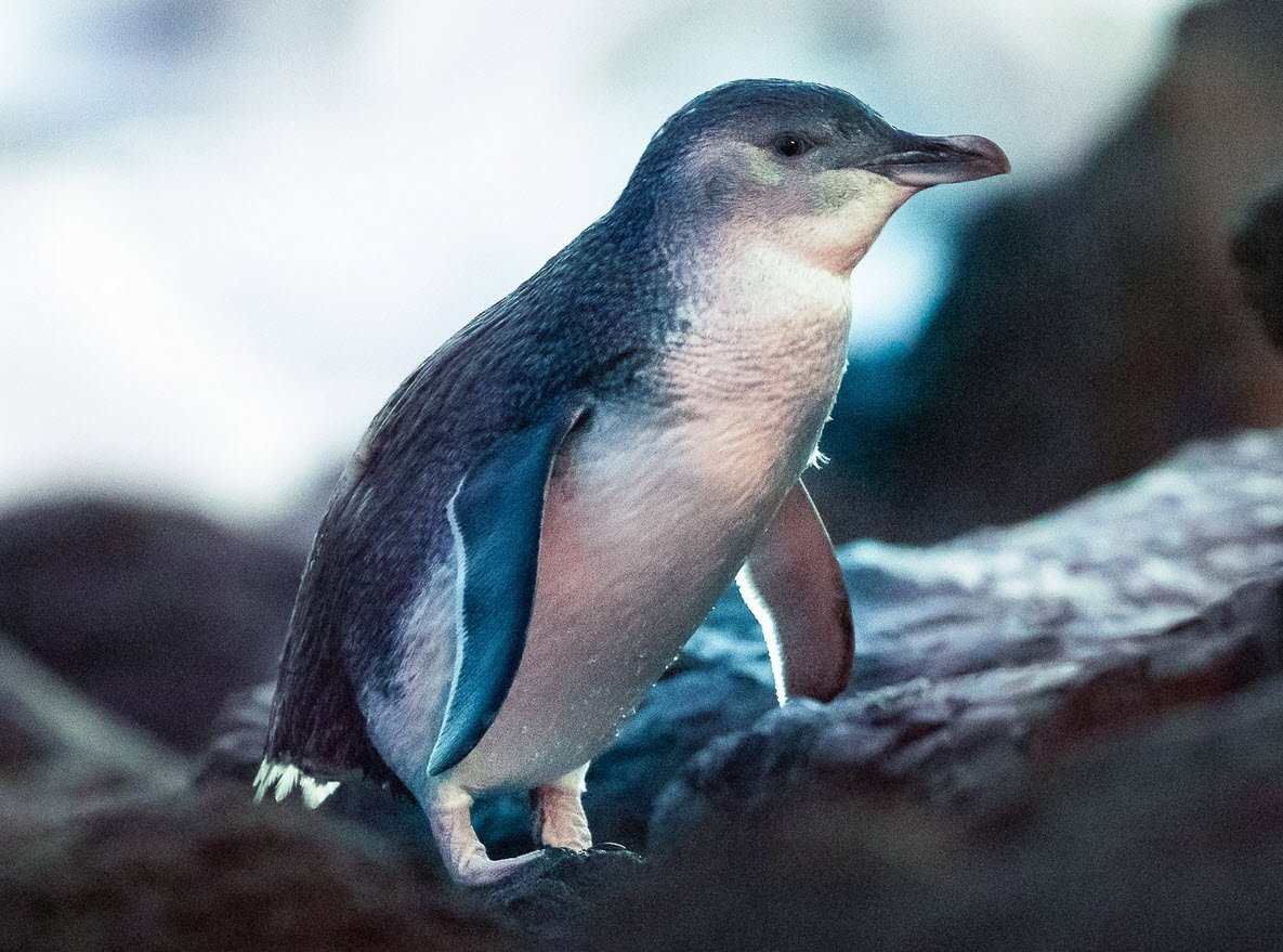 Little Penguin