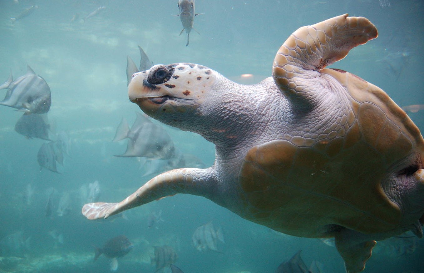 Loggerhead Sea Turtle