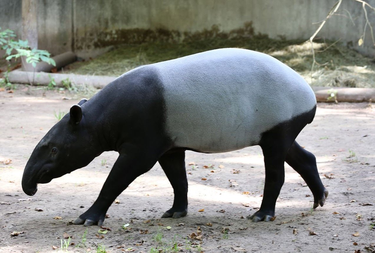 Malayan Tapir