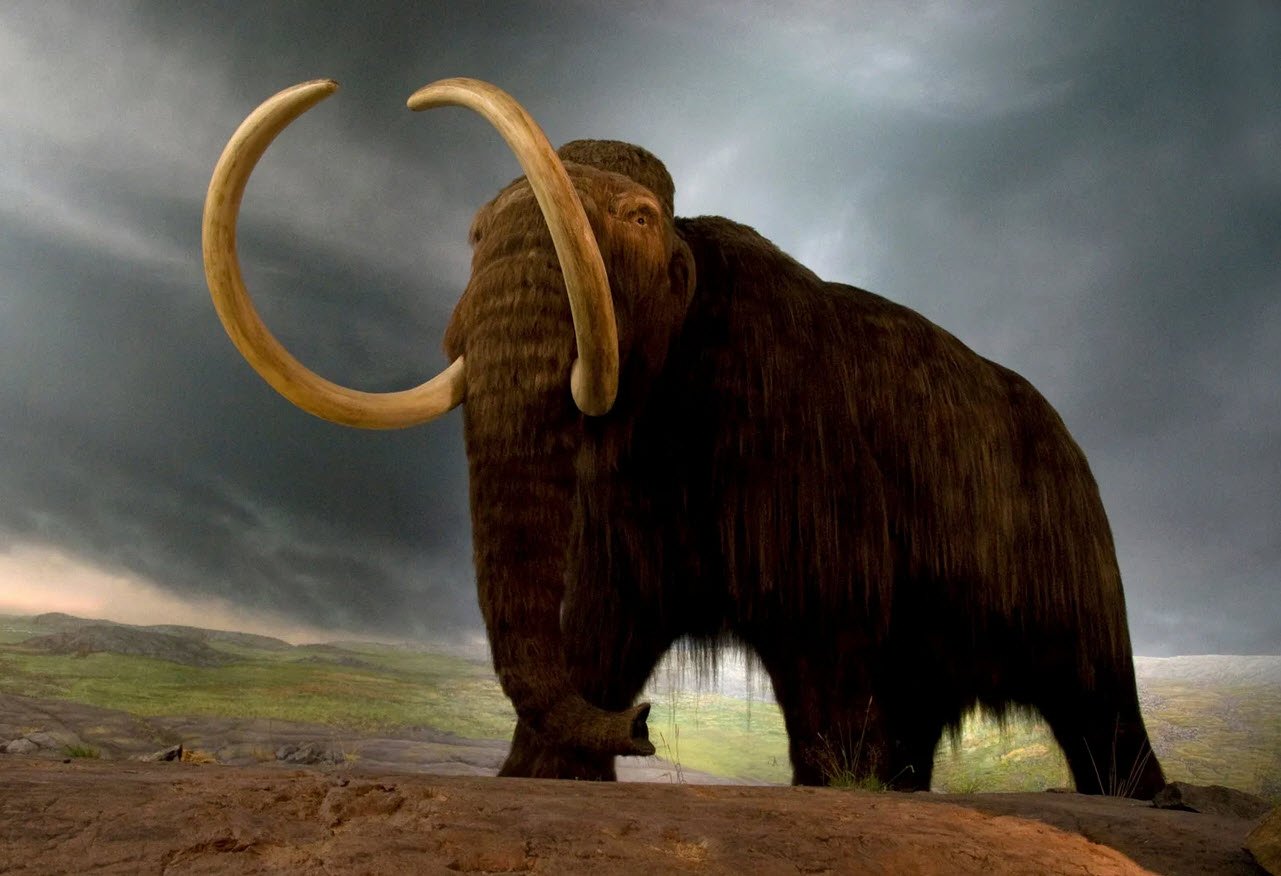 Mammoths