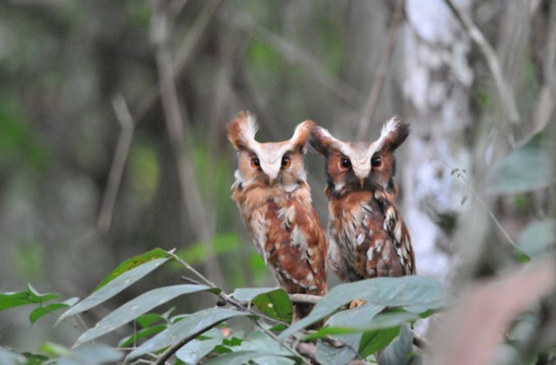 Maned Owls
