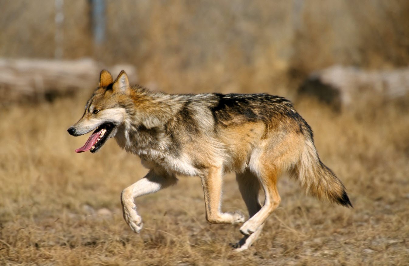 Mexican Wolf