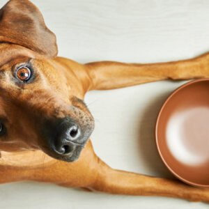 Natural Foods Dog Breathe Petshyme