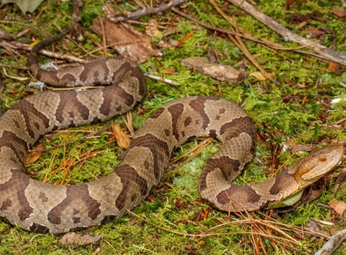 Northern Copperhead Pennsylvania