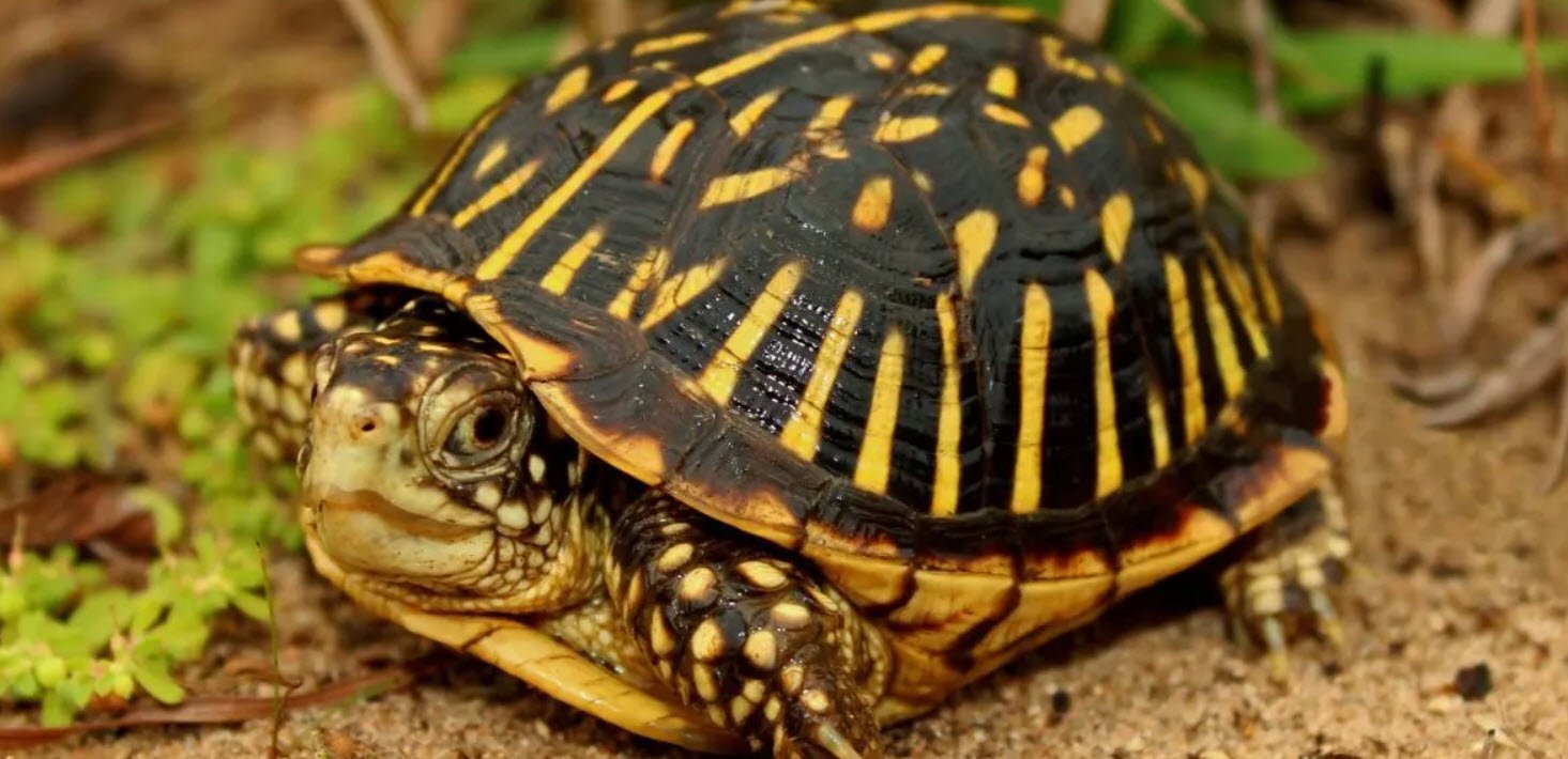 Ornate Box Turtle 