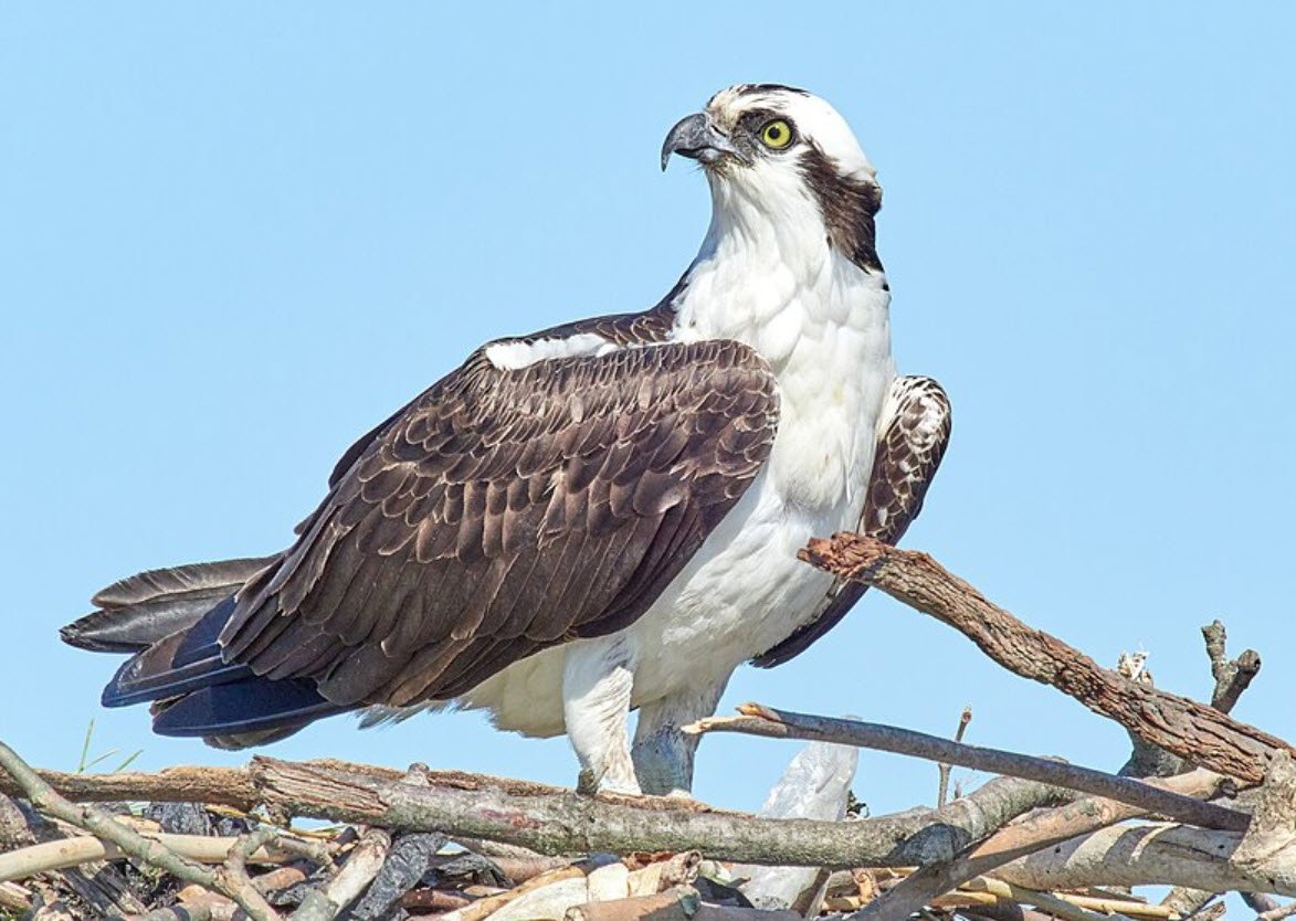 Osprey