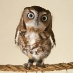 21 Different Types of Owls You Should Know