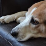 Painful Conditions Dog Petshyme