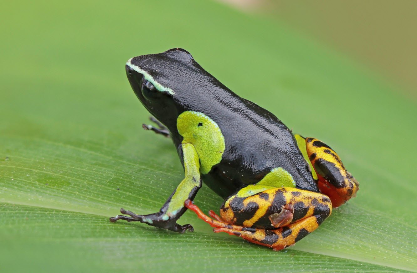 Painted Mantella Madagascar