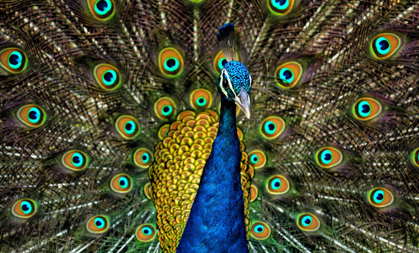 Peafowl