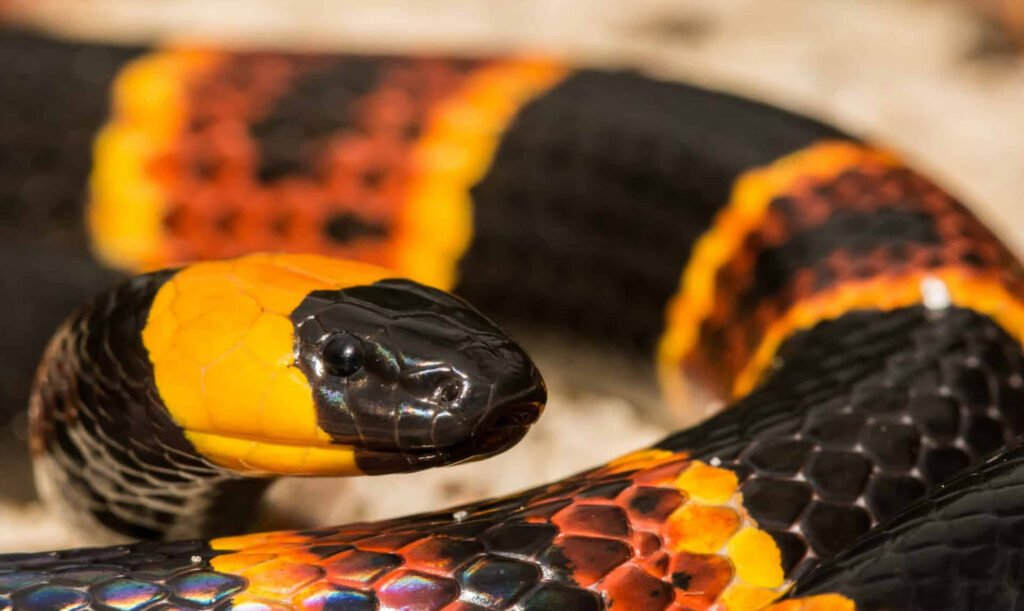 Poisonous Snakes in Georgia Petshyme