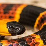 Poisonous Snakes in Georgia Petshyme