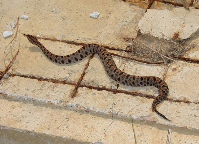 Pygmy Rattlesnake