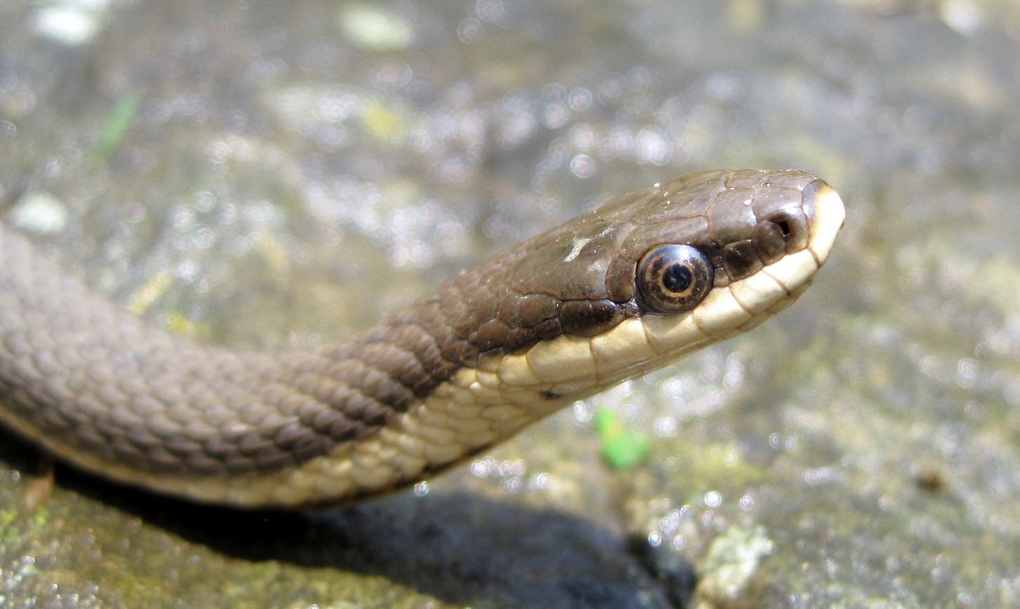 Queen Snake Pennsylvania