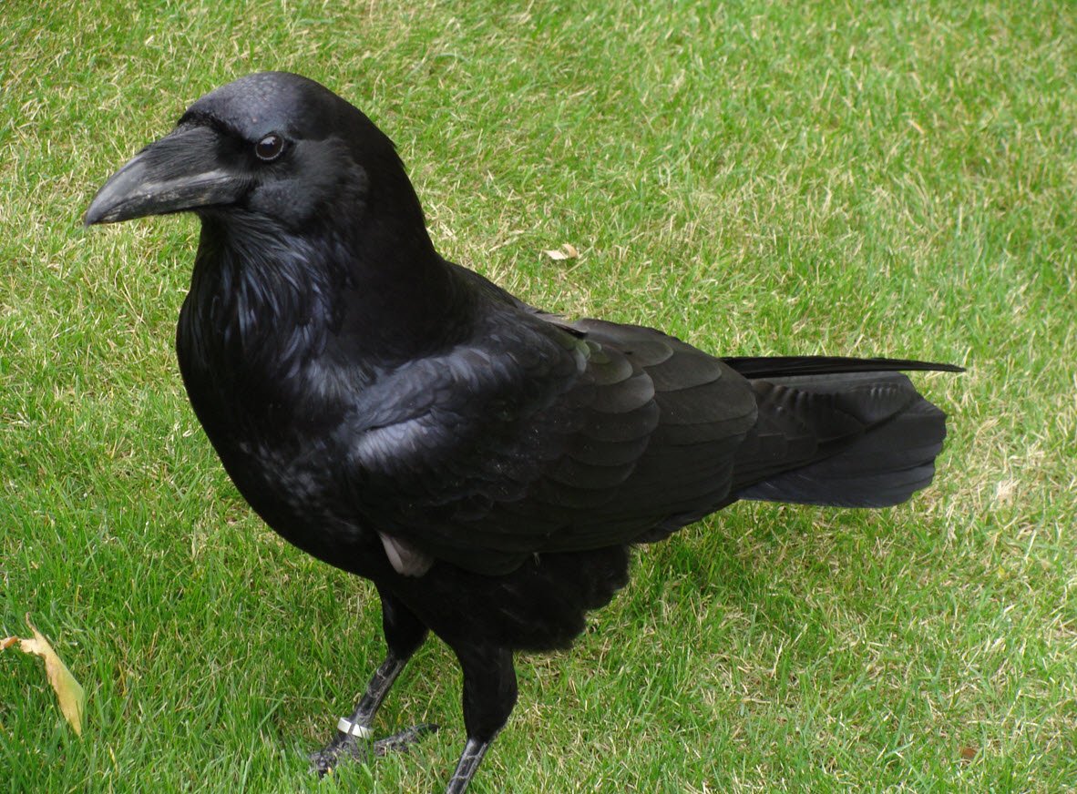 Raven