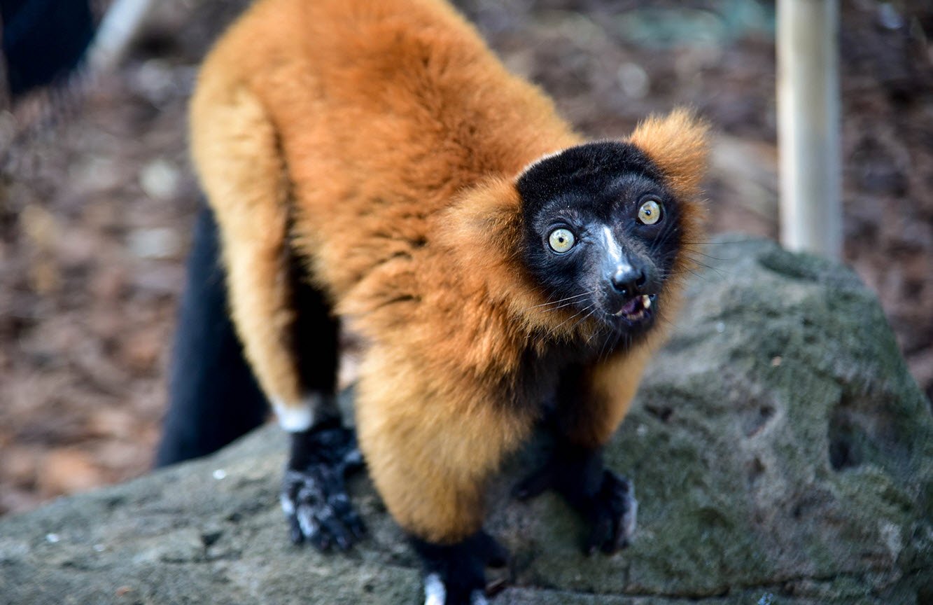 Red Ruffed Lemur Madagascar