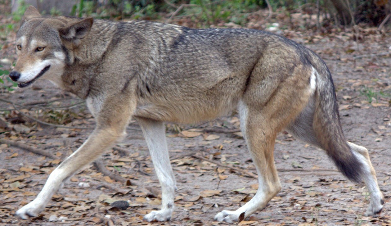 Red Wolf