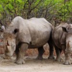 Rhinoceros