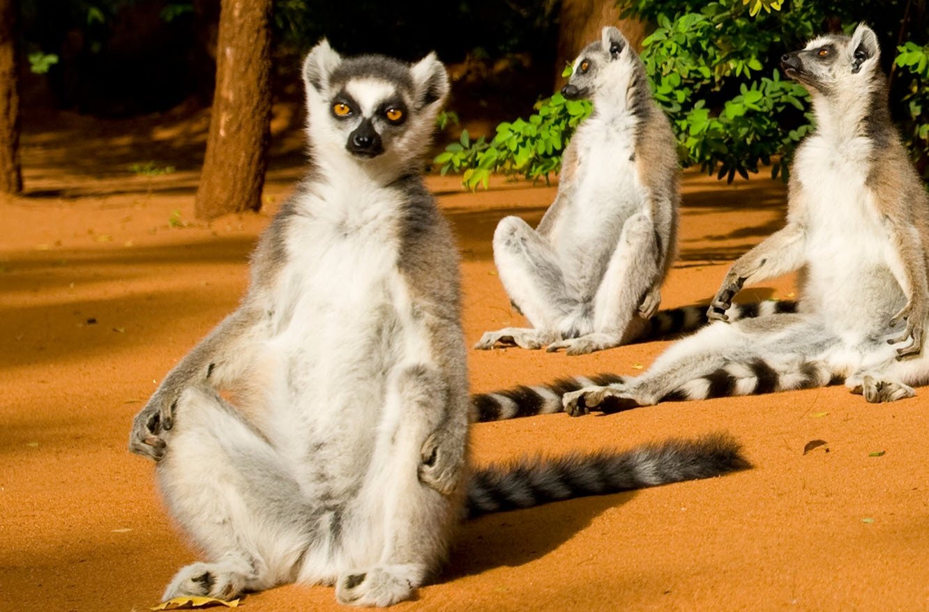 Ring-Tailed Lemur Madagascar